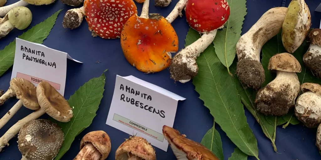 Stand con tutti i funghi raccolti