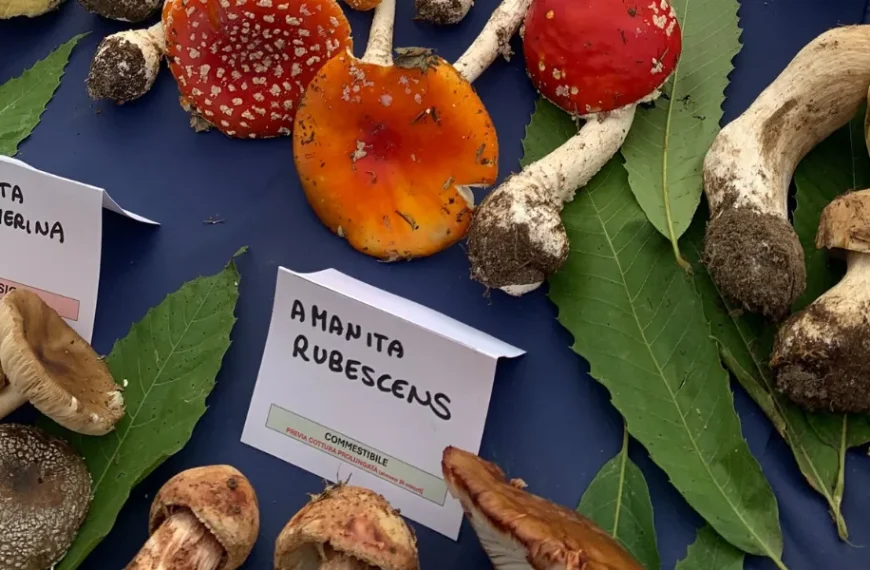 Stand con tutti i funghi raccolti