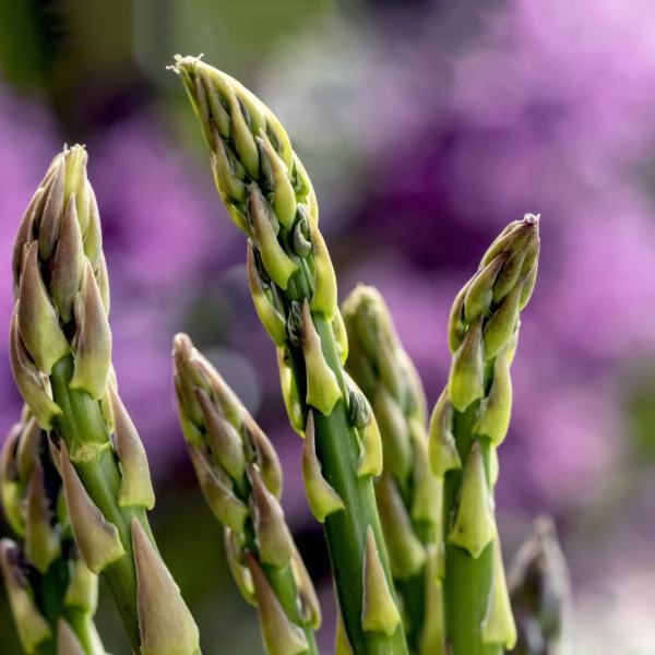 Fiera dell’Asparago di Mesola (FE), dal 24 aprile al 3 maggio