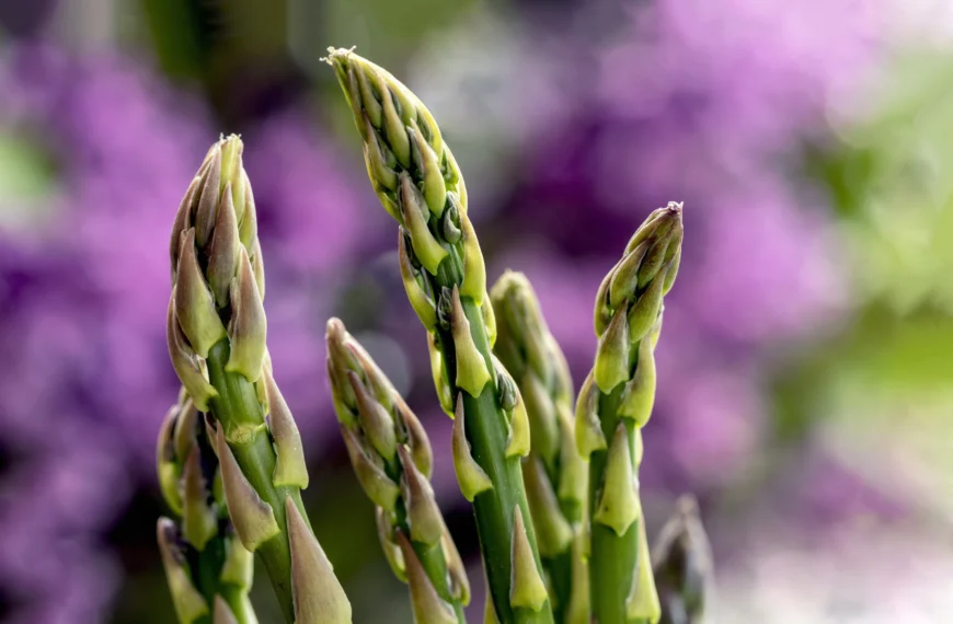 mazzo di asparagi