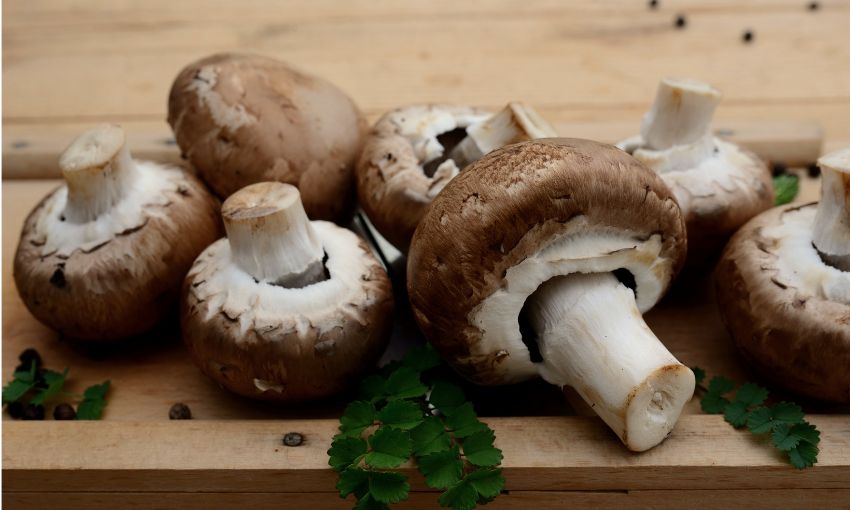 funghi