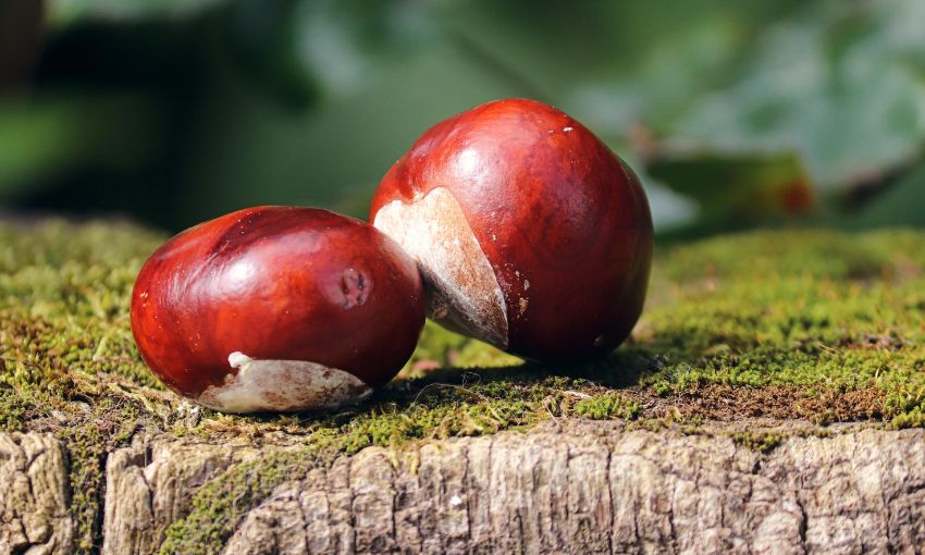 castagne